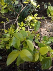 Ligustrum ovalifolium