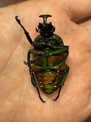 Dicronorhina derbyana derbyana