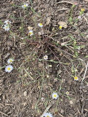Erigeron bonariensis