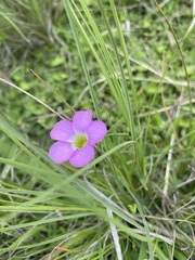 Oxalis smithiana