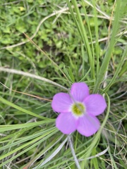 Oxalis smithiana