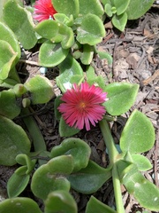 Mesembryanthemum cordifolium