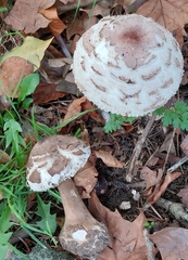 Chlorophyllum rhacodes