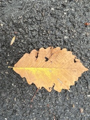 Quercus montana