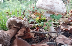 Chlorophyllum rhacodes
