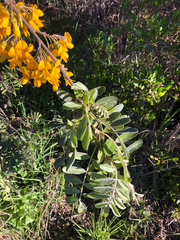 Sophora chrysophylla