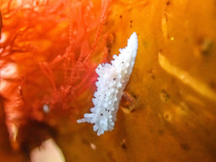 Aegires albopunctatus