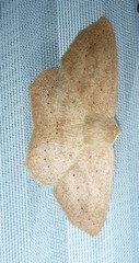 Sabulodes
