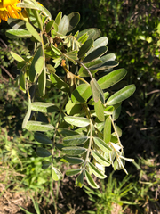 Sophora chrysophylla