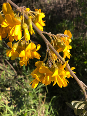 Sophora chrysophylla