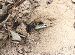 Sphecius spectabilis
