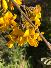 Sophora chrysophylla