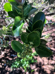 Santalum paniculatum