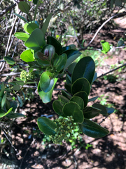 Santalum paniculatum