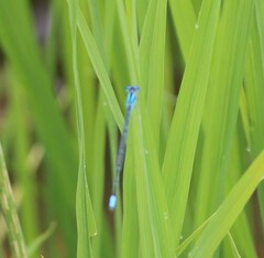 Pseudagrion