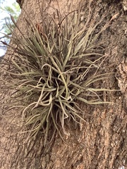 Tillandsia recurvata