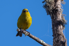Chlorodrepanis virens