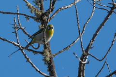 Zosterops japonicus