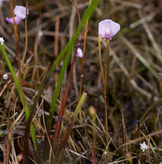 Utricularia resupinata