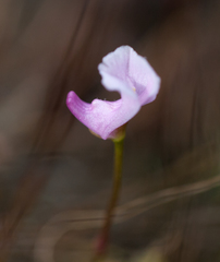 Utricularia resupinata