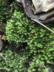 Fissidens taxifolius
