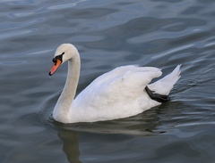 Cygnus olor