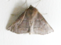 Crocallis tusciaria