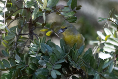 Chlorodrepanis virens