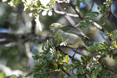 Chlorodrepanis virens