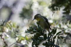 Chlorodrepanis virens