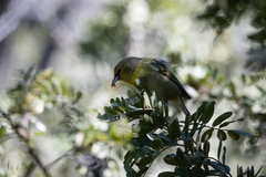 Chlorodrepanis virens
