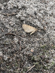 Operophtera bruceata