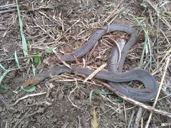 Masticophis mentovarius