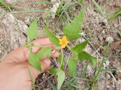 Mentzelia aspera
