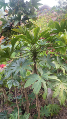 Fatsia japonica