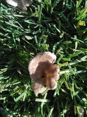 Rhodocybe