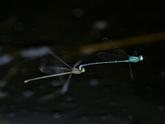 Pseudagrion decorum