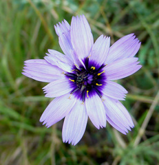 Catananche caerulea