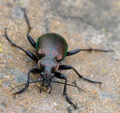 Calosoma inquisitor