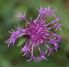 Centaurea scabiosa