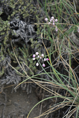 Allium rubens