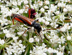 Stenopterus rufus