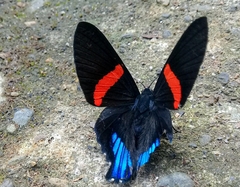 Ancyluris inca