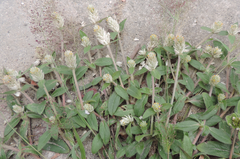 Gomphrena celosioides