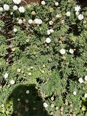 Argyranthemum frutescens