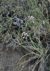 Allium rubens