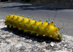 Saturnia pyri