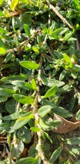 Euphorbia serpens