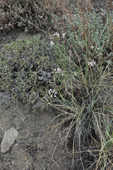Allium rubens