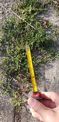 Euphorbia serpens